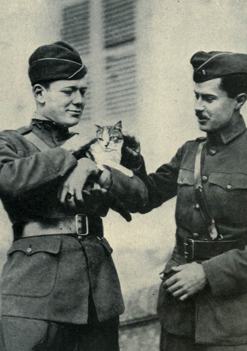 Illustration for article titled These Are the Brave and Fluffy Cats Who Served in World War I
